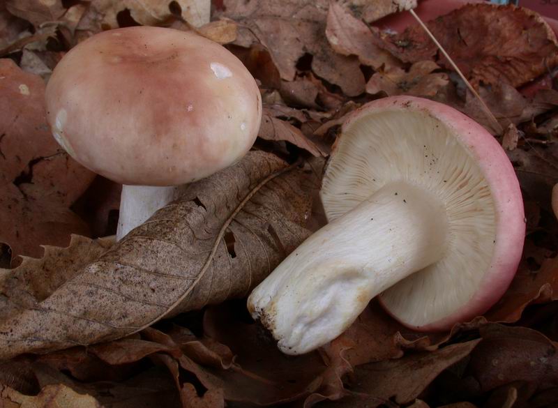 Russula 3 ....